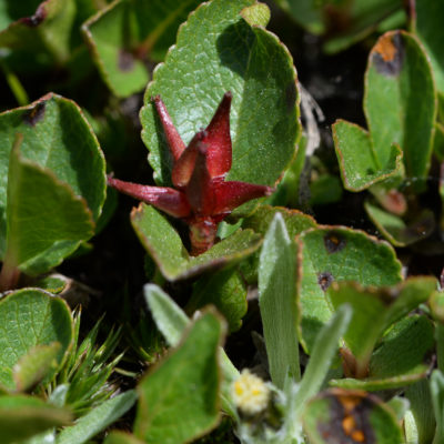 DSC_2477 - Salix herbacea femelle