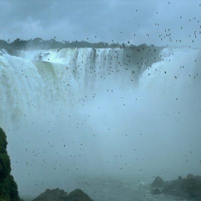 080 Hirondelles des cascades et chutes de l'Iguaçu_ le soir_